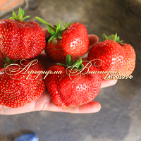 Клубника БОЛЬШАЯ МЕДВЕДИЦА (КРУПНОМЕР! ОГРОМНЫЙ КУСТ, УРОЖАЙ В ГОД ПОСАДКИ) Клубника БОЛЬШАЯ МЕДВЕДИЦА (КРУПНОМЕР! ОГРОМНЫЙ КУСТ, УРОЖАЙ В ГОД ПОСАДКИ)